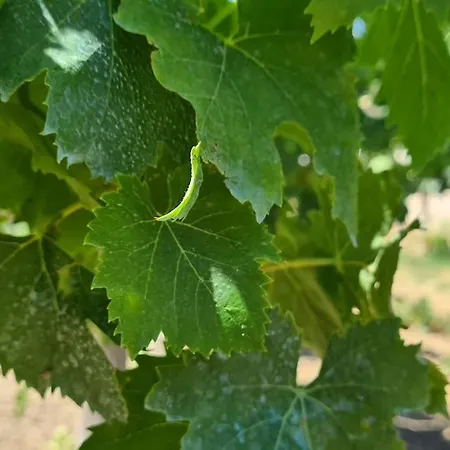 Maison Les Marres St-tropez / Ramatuelle Apartament Saint-Tropez