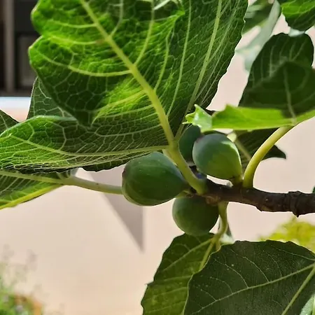 Maison Les Marres St-tropez / Ramatuelle *